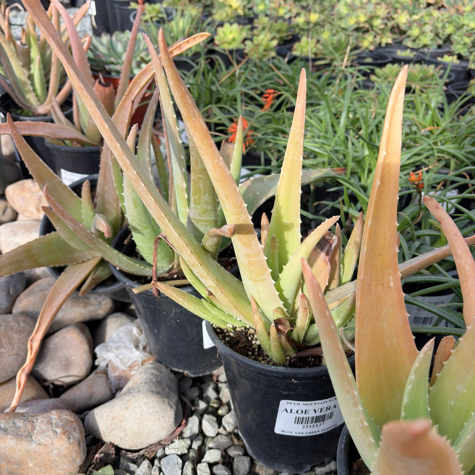 Medicinal Aloe