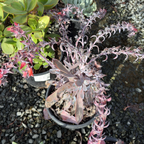 Afterglow Echeveria