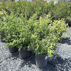 Orange Flowering Quince