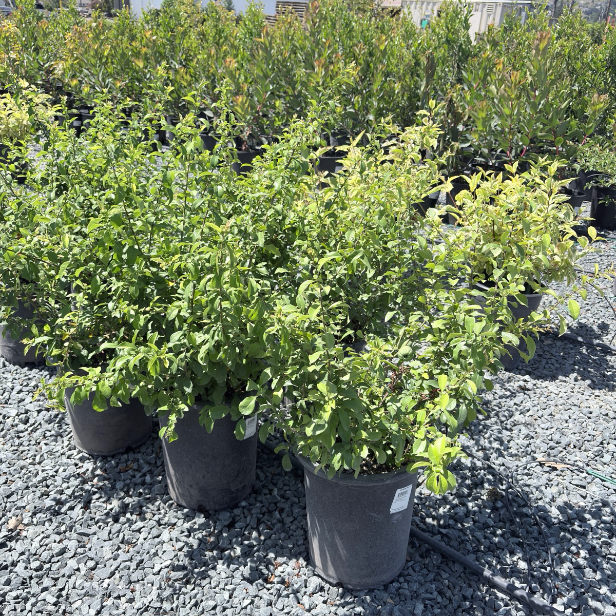Orange Flowering Quince