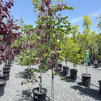 Mexican Redbud
