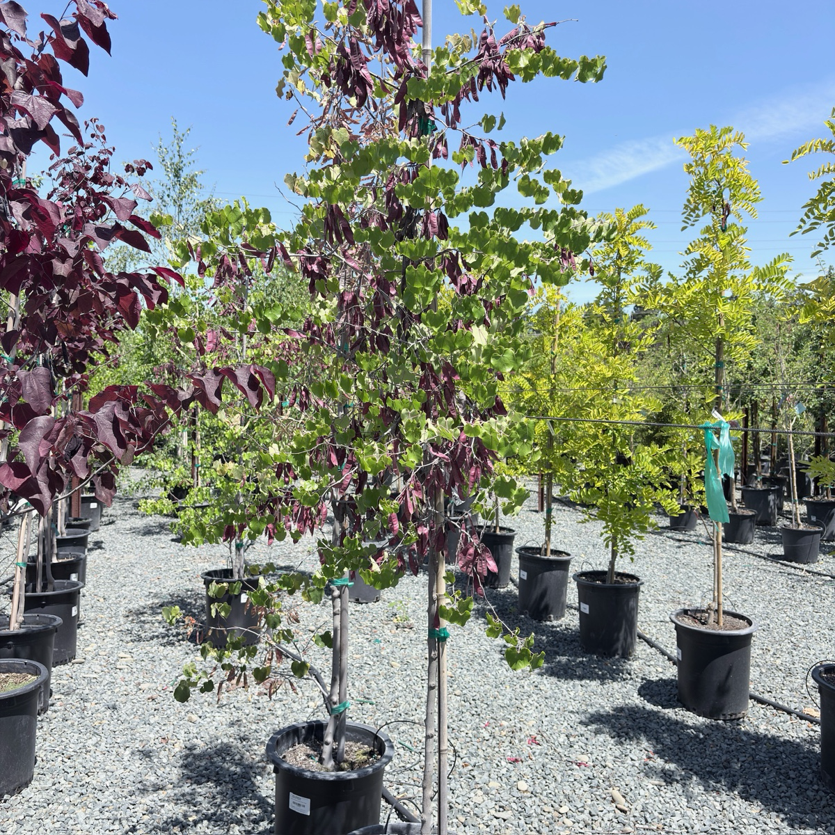 Mexican Redbud