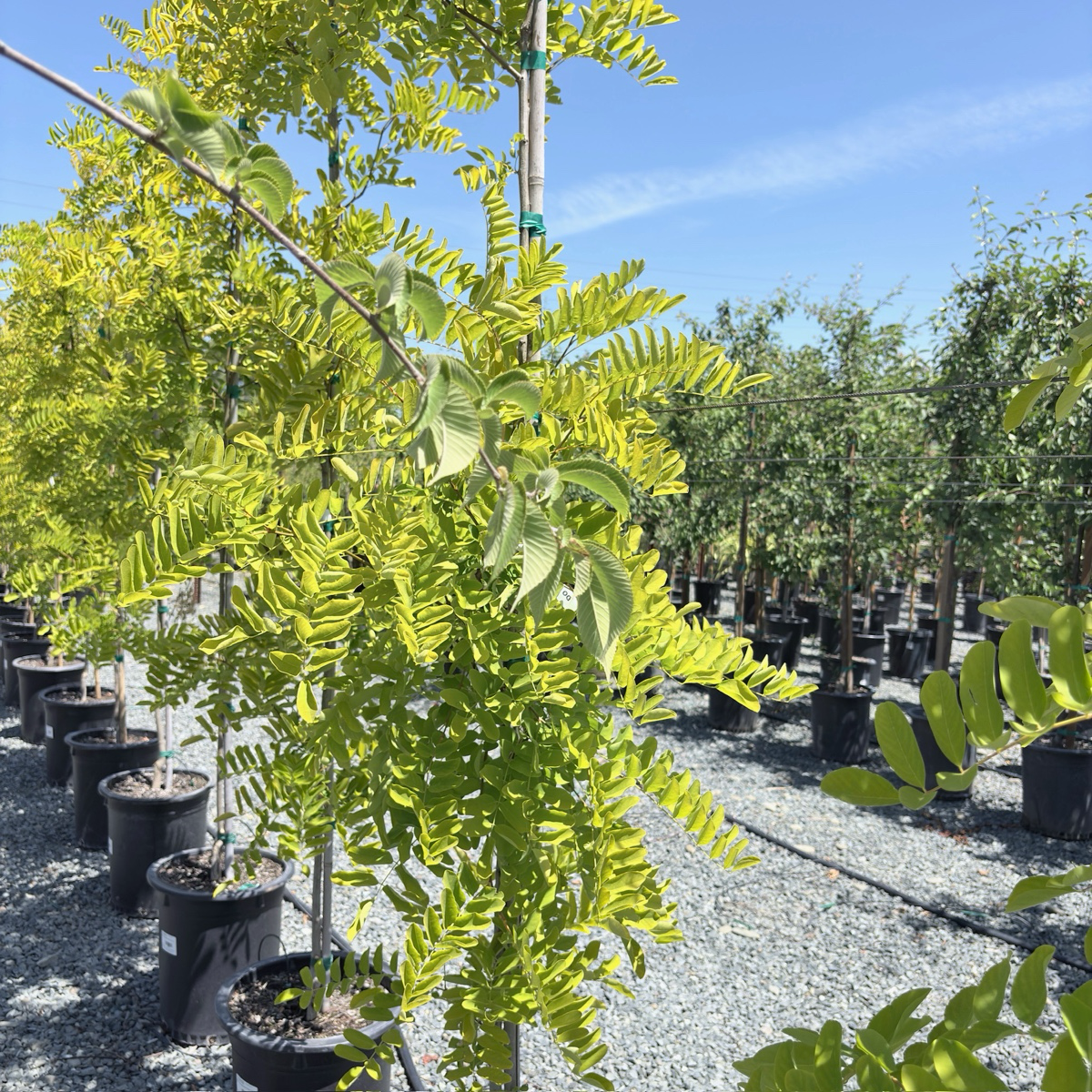 Frisia Golden Locust