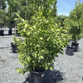 Saratoga Ginkgo