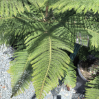 Norfolk Island Pine