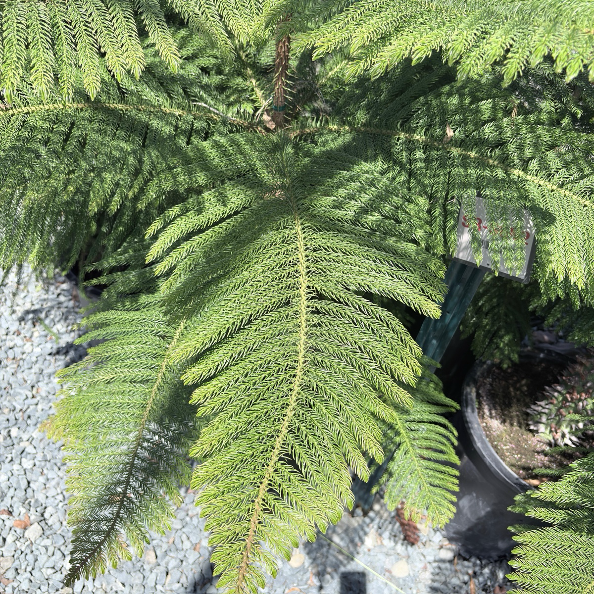 Norfolk Island Pine