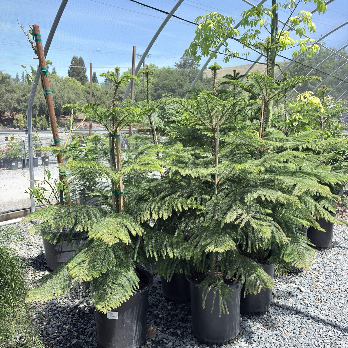 Norfolk Island Pine