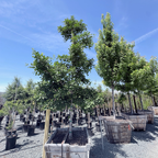 Golden Colonnade Ginkgo