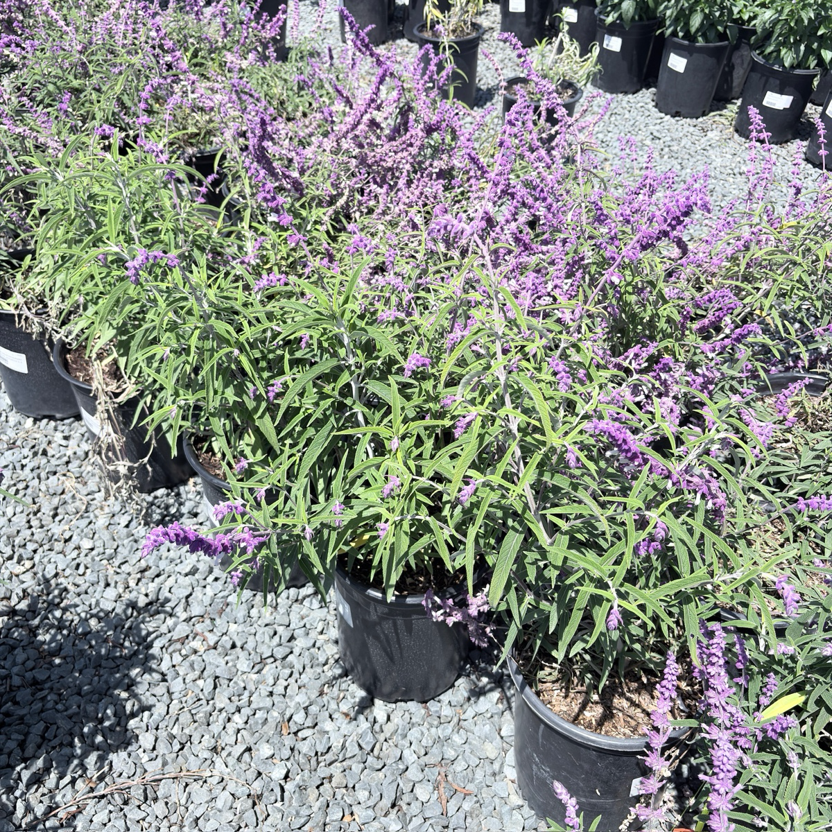 Mexican Bush Sage