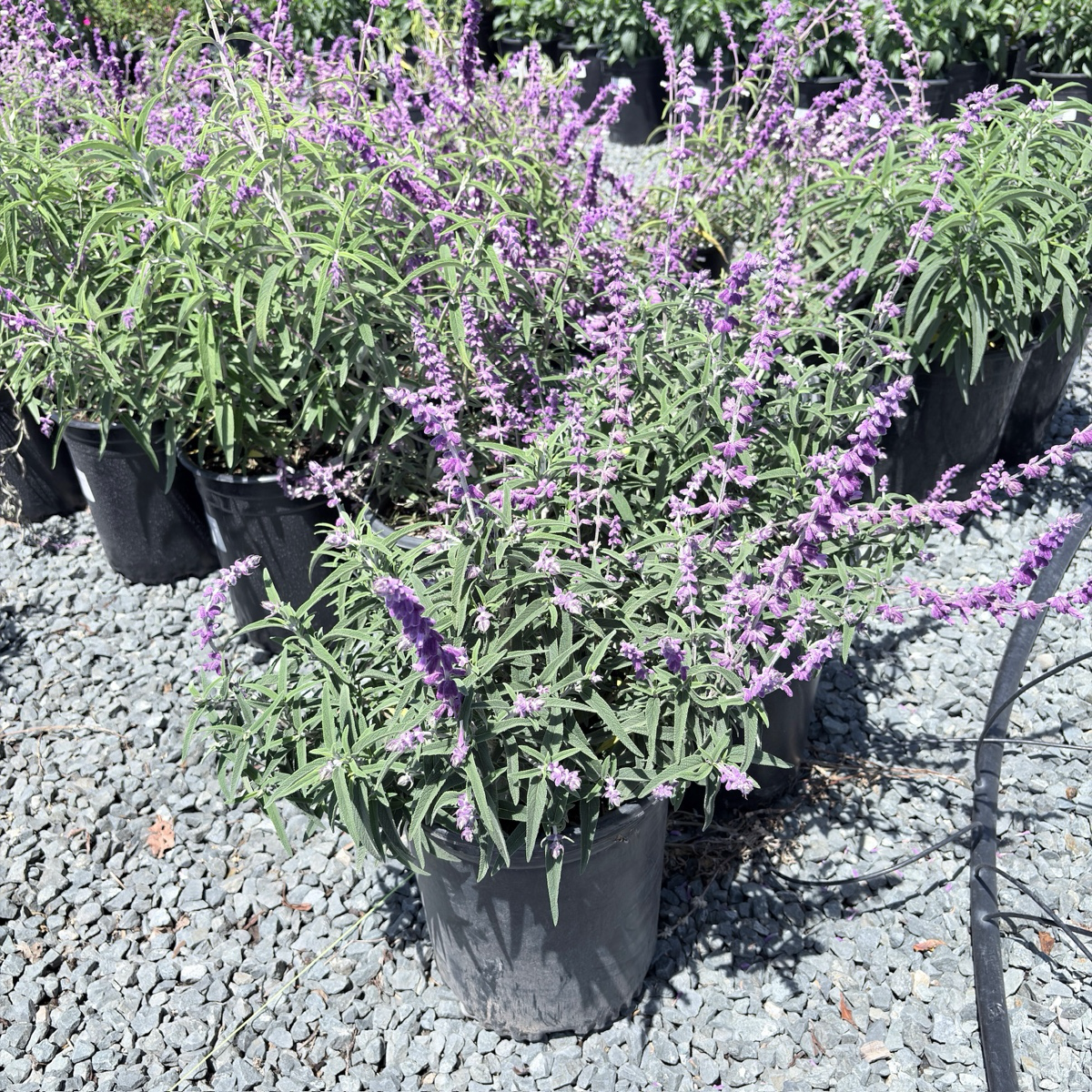 Mexican Bush Sage