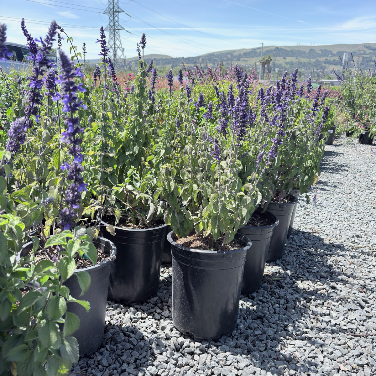 Mystic Spires Blue Sage