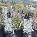 Marine Blue Germander Sage
