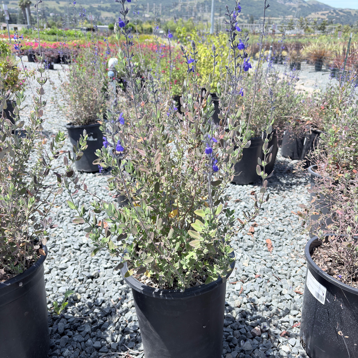 Marine Blue Germander Sage