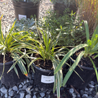 Silvery Sunproof Lily Turf