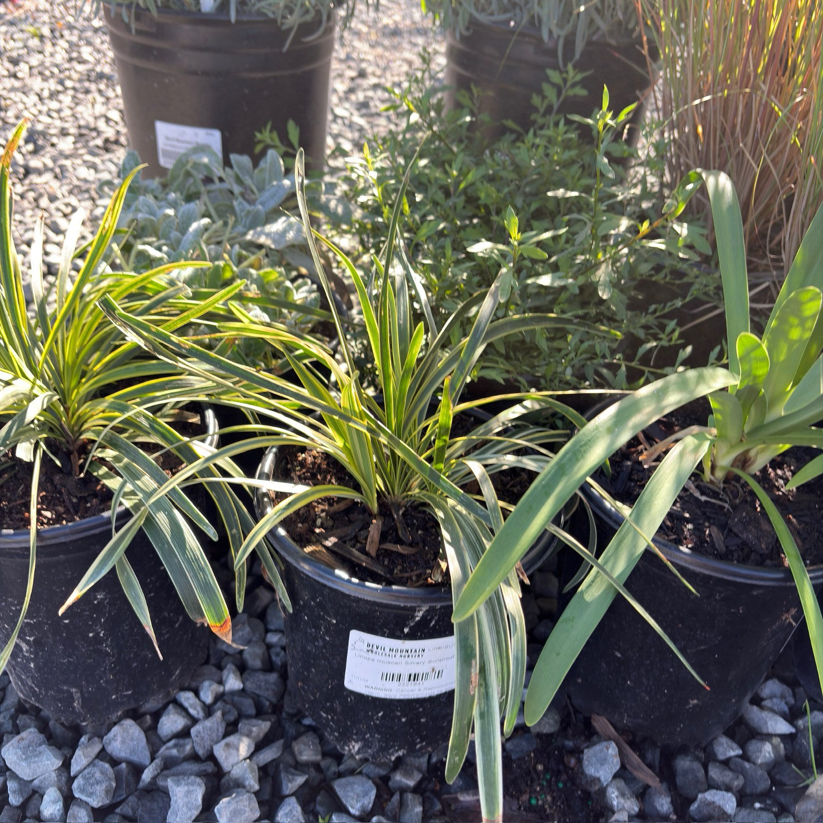 lilyturf indoor plant Silvery Sunproof Lily Turf