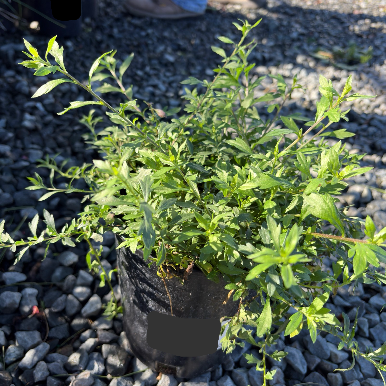 daisy potted plant Santa Barbara Daisy