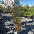 Variegated Maiden Grass