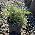 Moonshine Common Yarrow