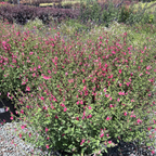 Hot Lips Sage