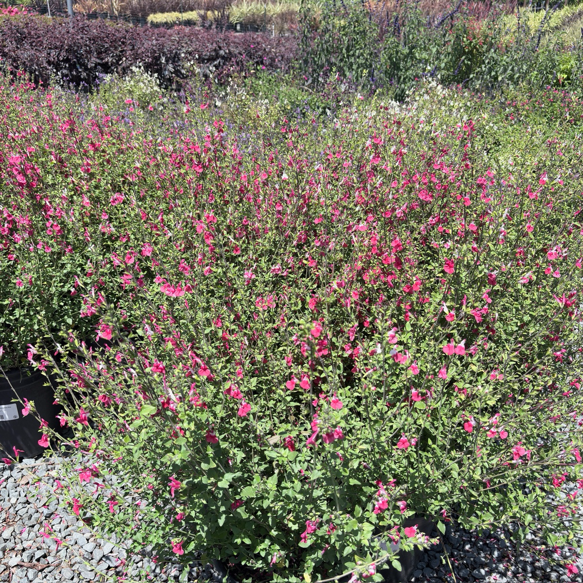 Hot Lips Sage
