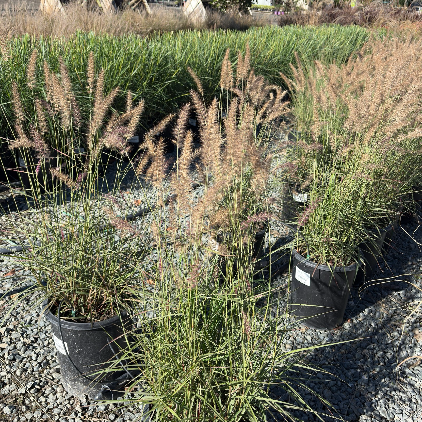 Karley Rose Oriental Fountain Grass
