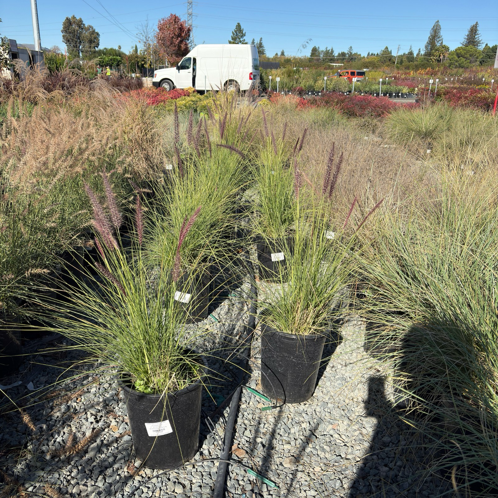 Fountain Grass