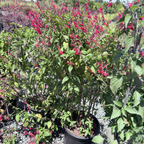 Pineapple Sage