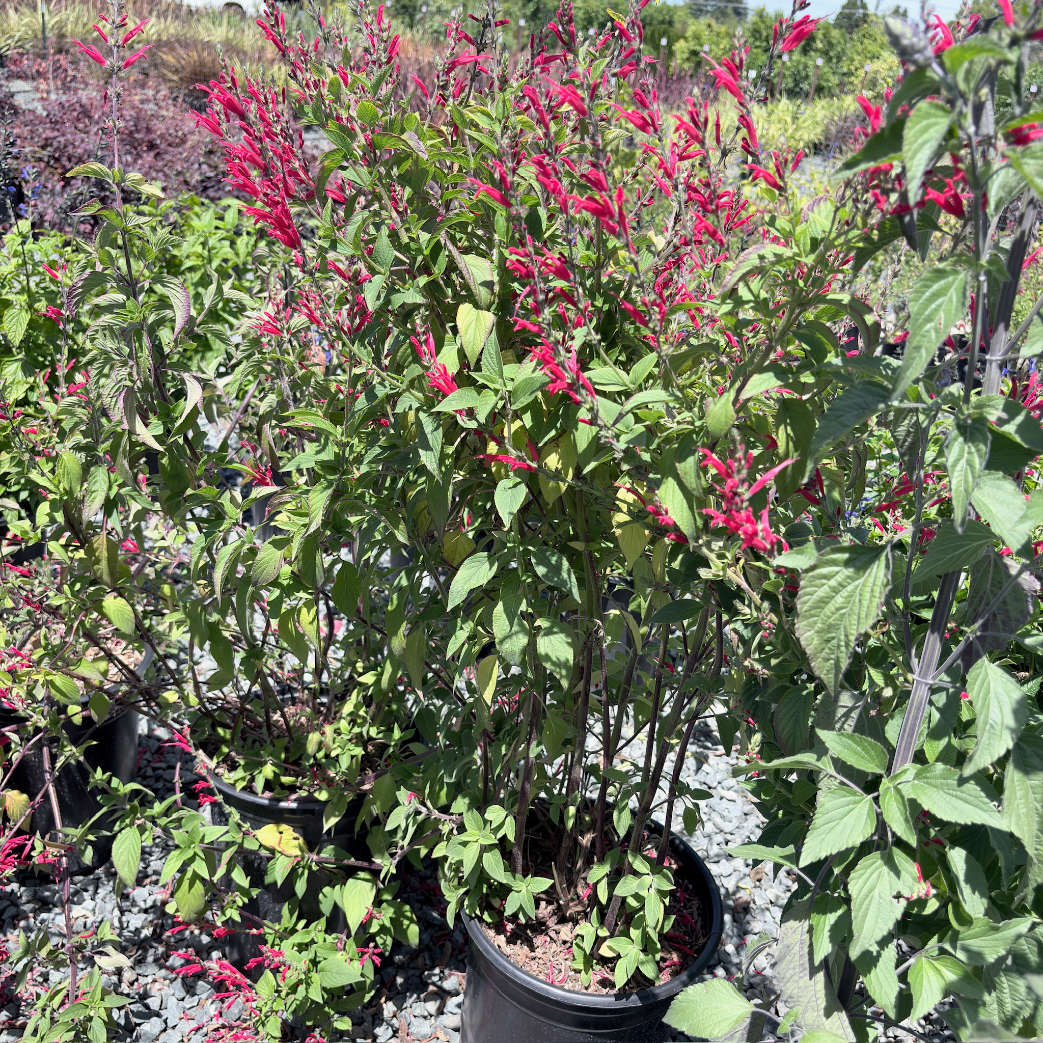 Pineapple Sage