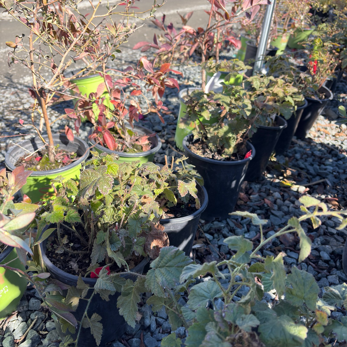 California Native Blackberry