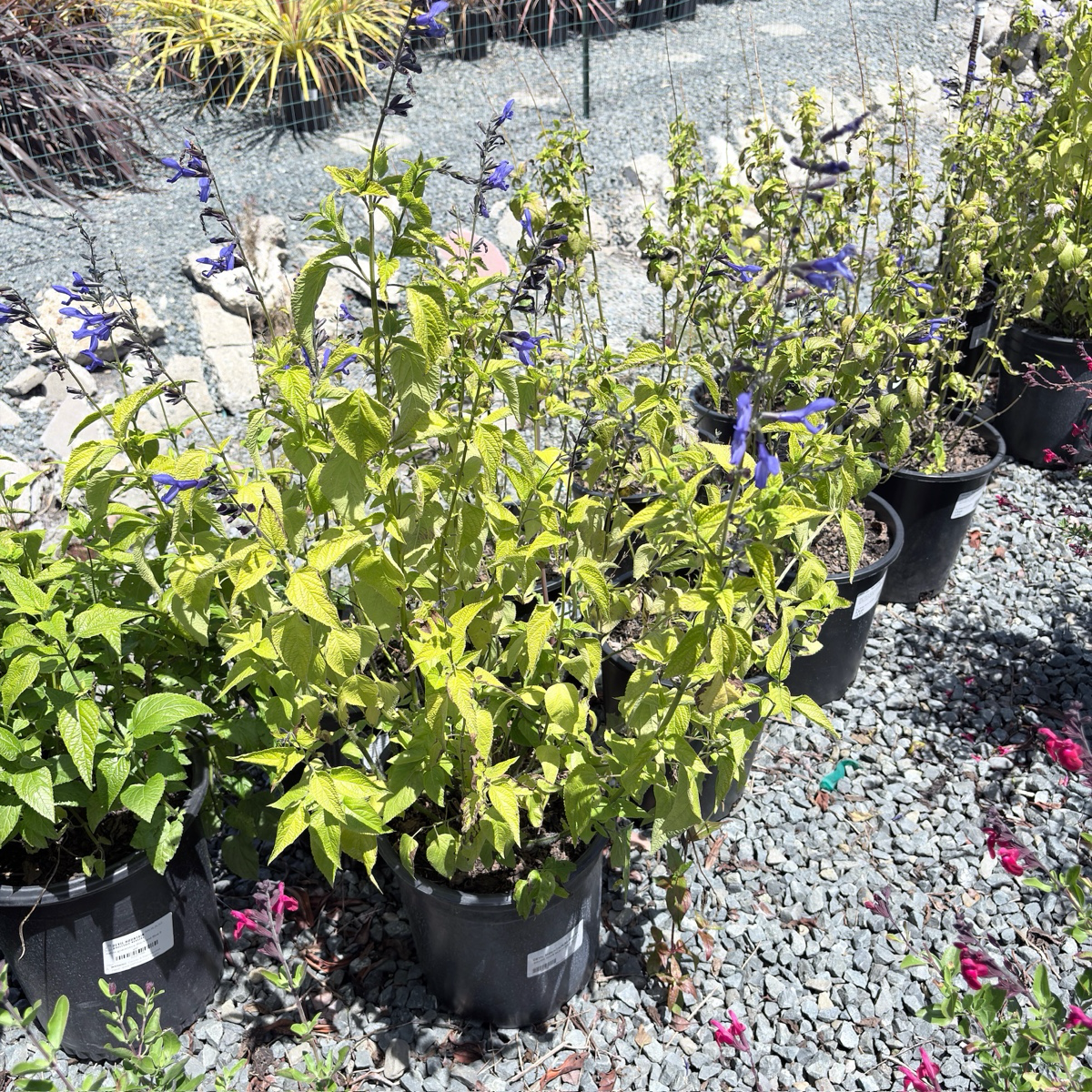 Black and Blue Brazilian Sage