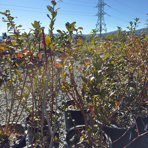 Bluecrop Blueberry