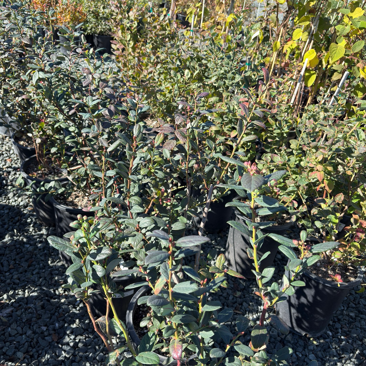 Misty Blueberry