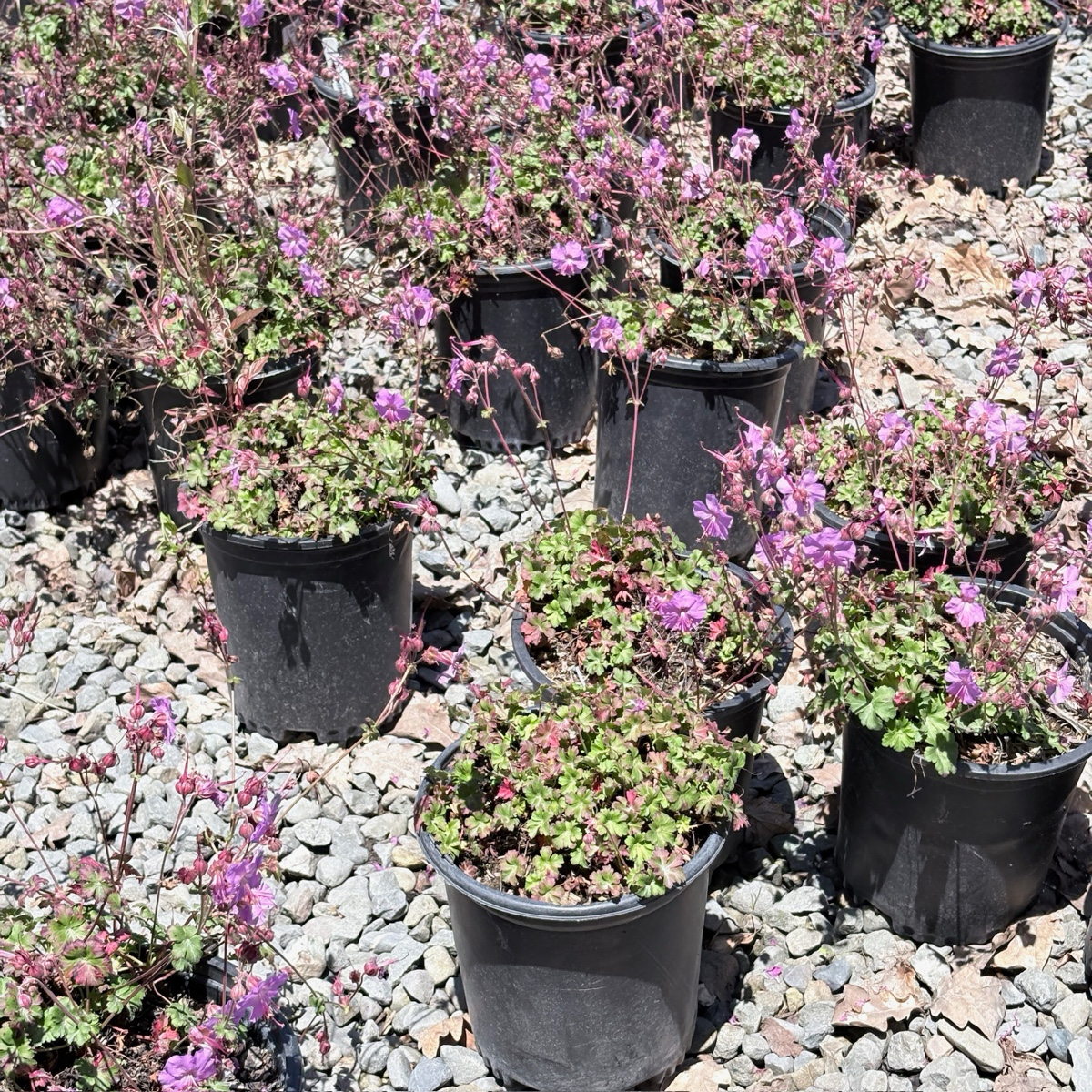 Karmina Cranesbill
