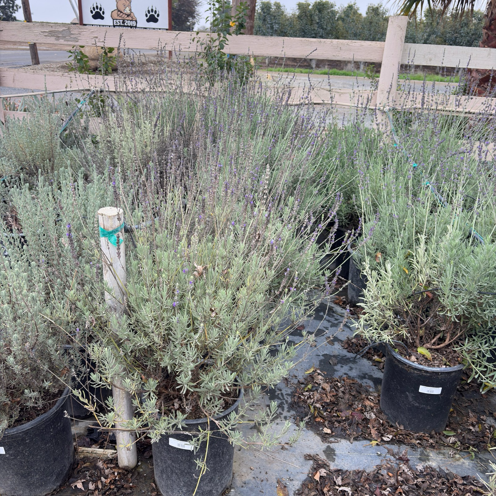 Sweet Lavender