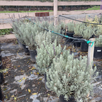 Goodwin Creek Gray Lavender