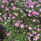 Lolly Marguerite Daisy