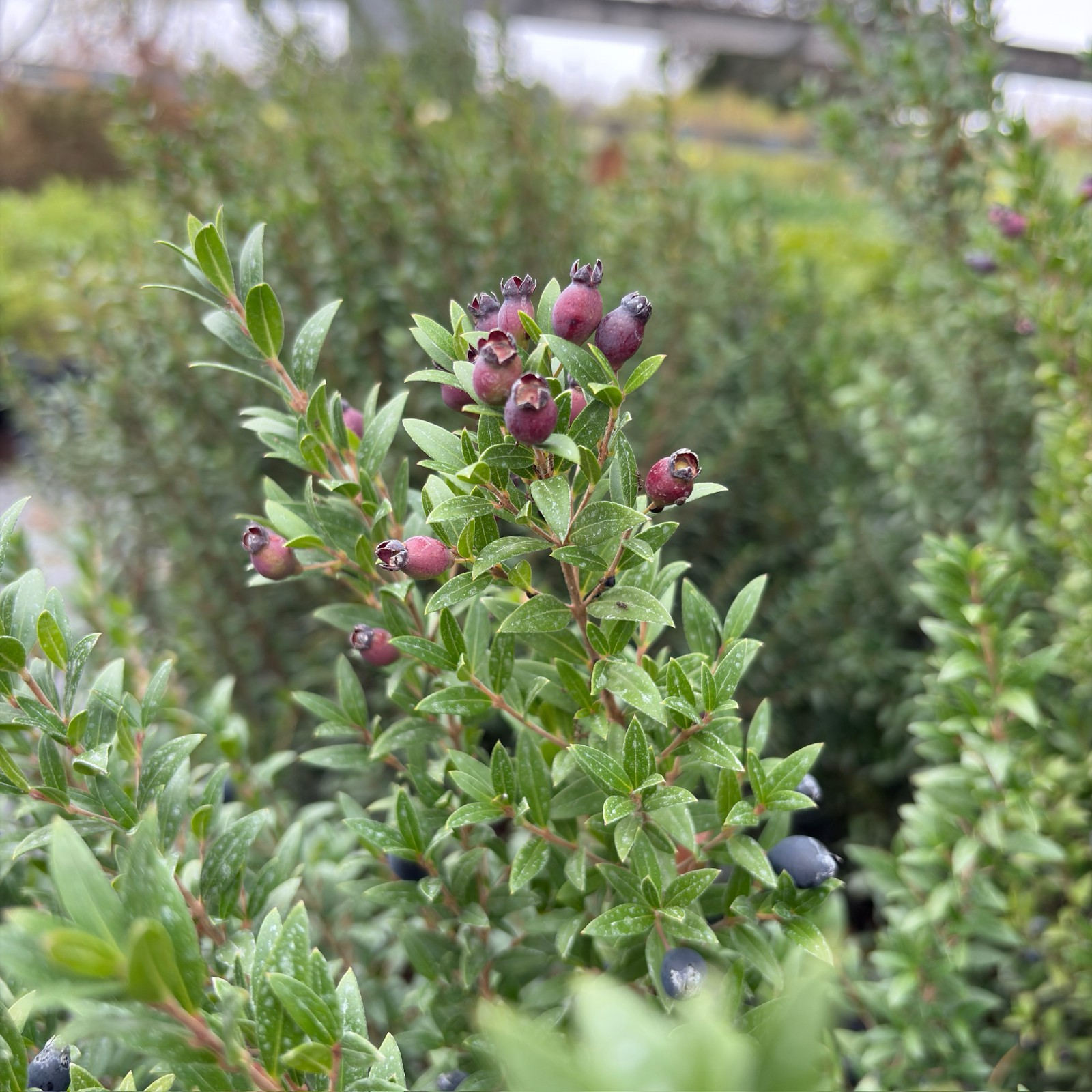 Dwarf Common Myrtle