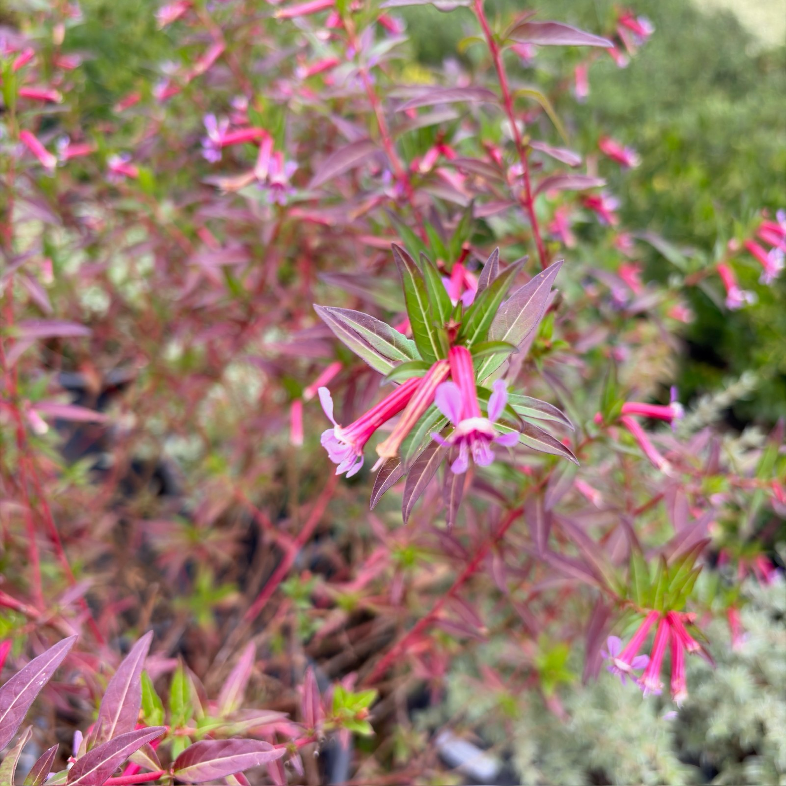 Starlight Cigar Plant