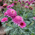 Double Pink Marguerite Daisy