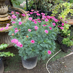 Double Pink Marguerite Daisy