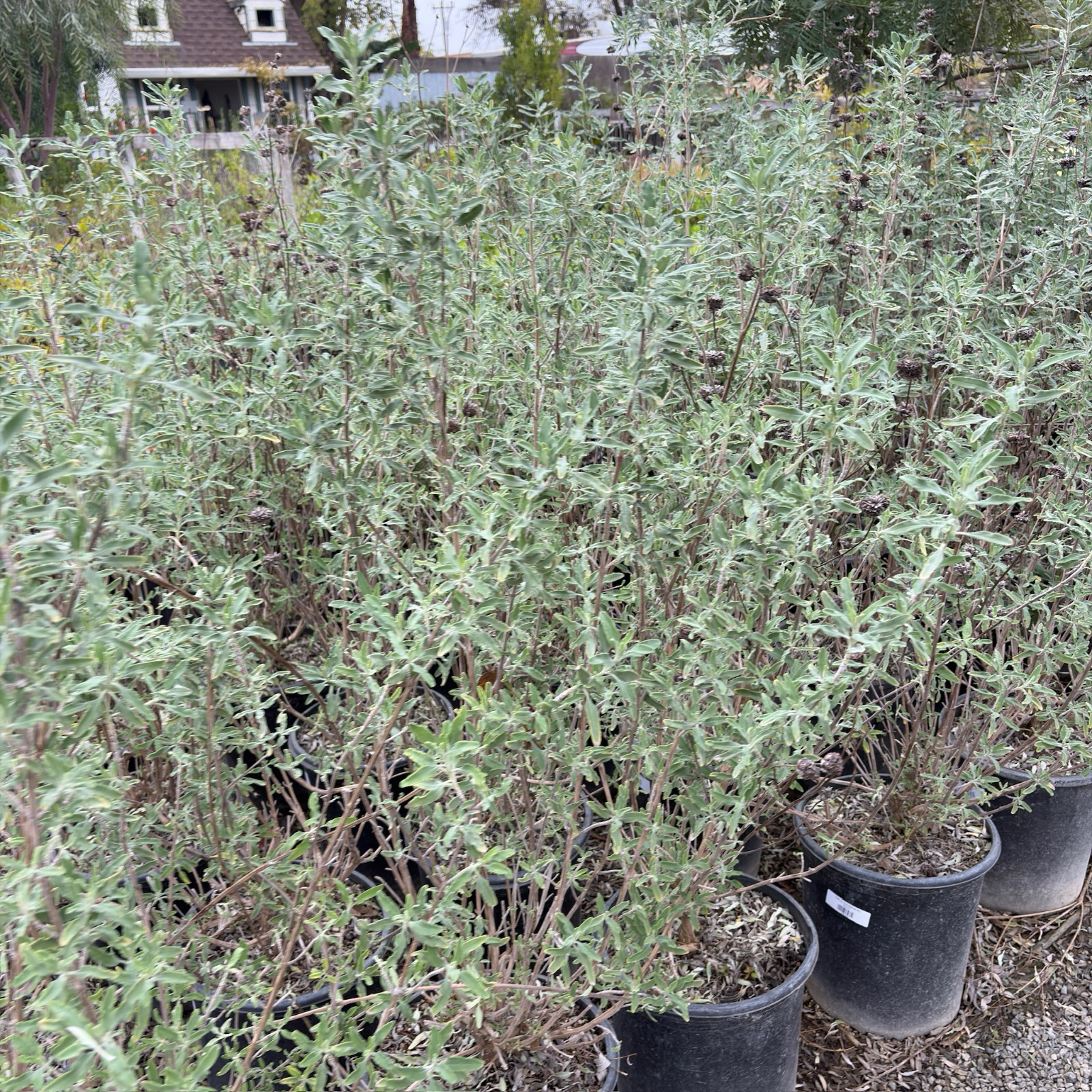 California Blue Sage
