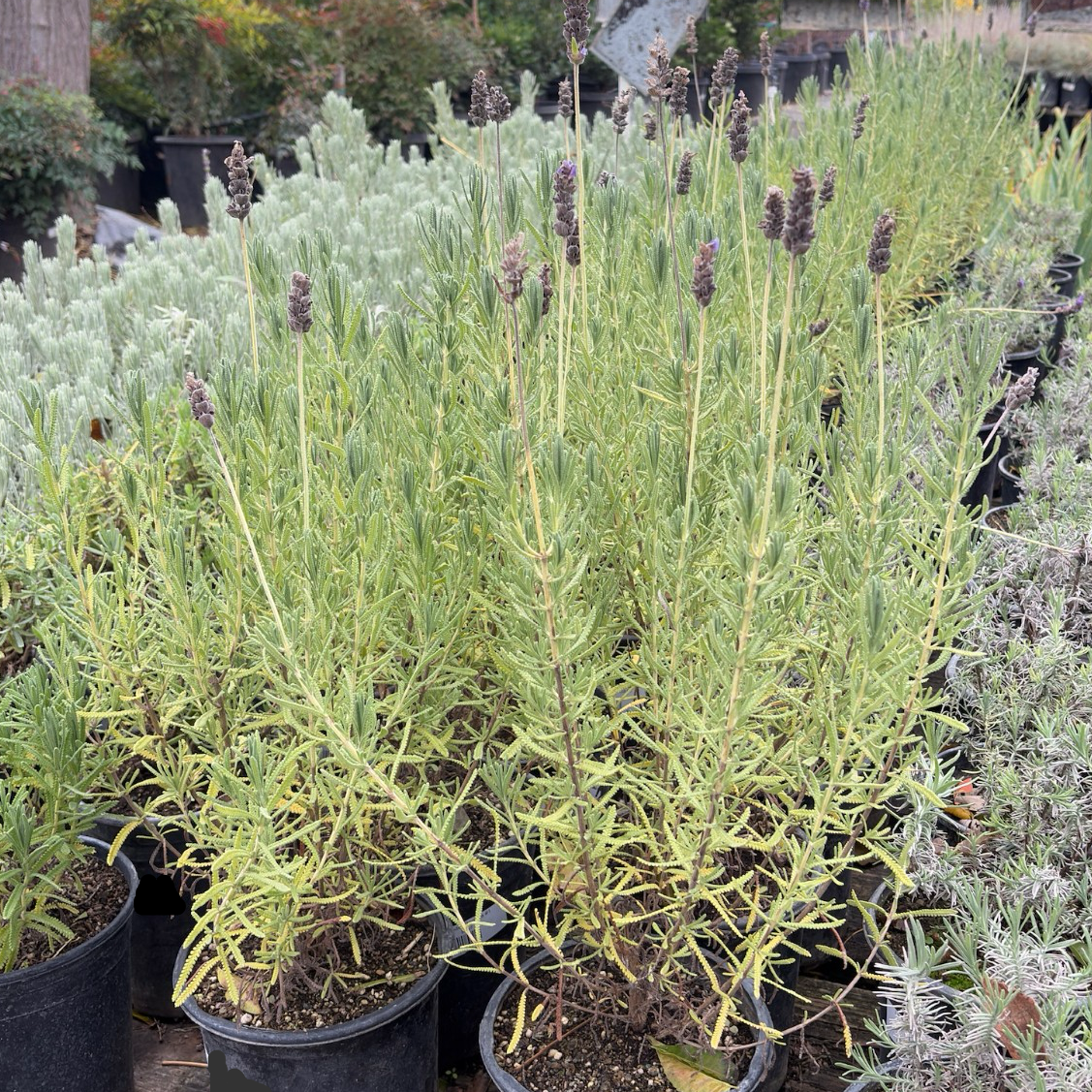 5 gallon lavender plant French Lavender