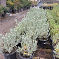 Goodwin Creek Gray Lavender