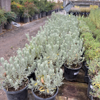 Goodwin Creek Gray Lavender