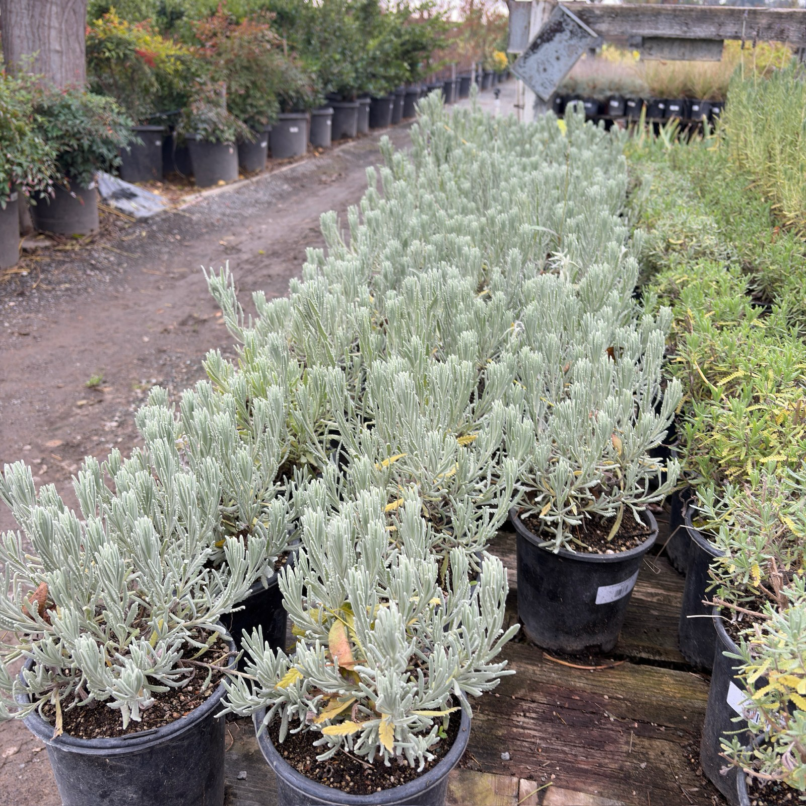 Goodwin Creek Gray Lavender