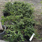 Yankee Point California Lilac