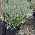 Azureum Bush Germander