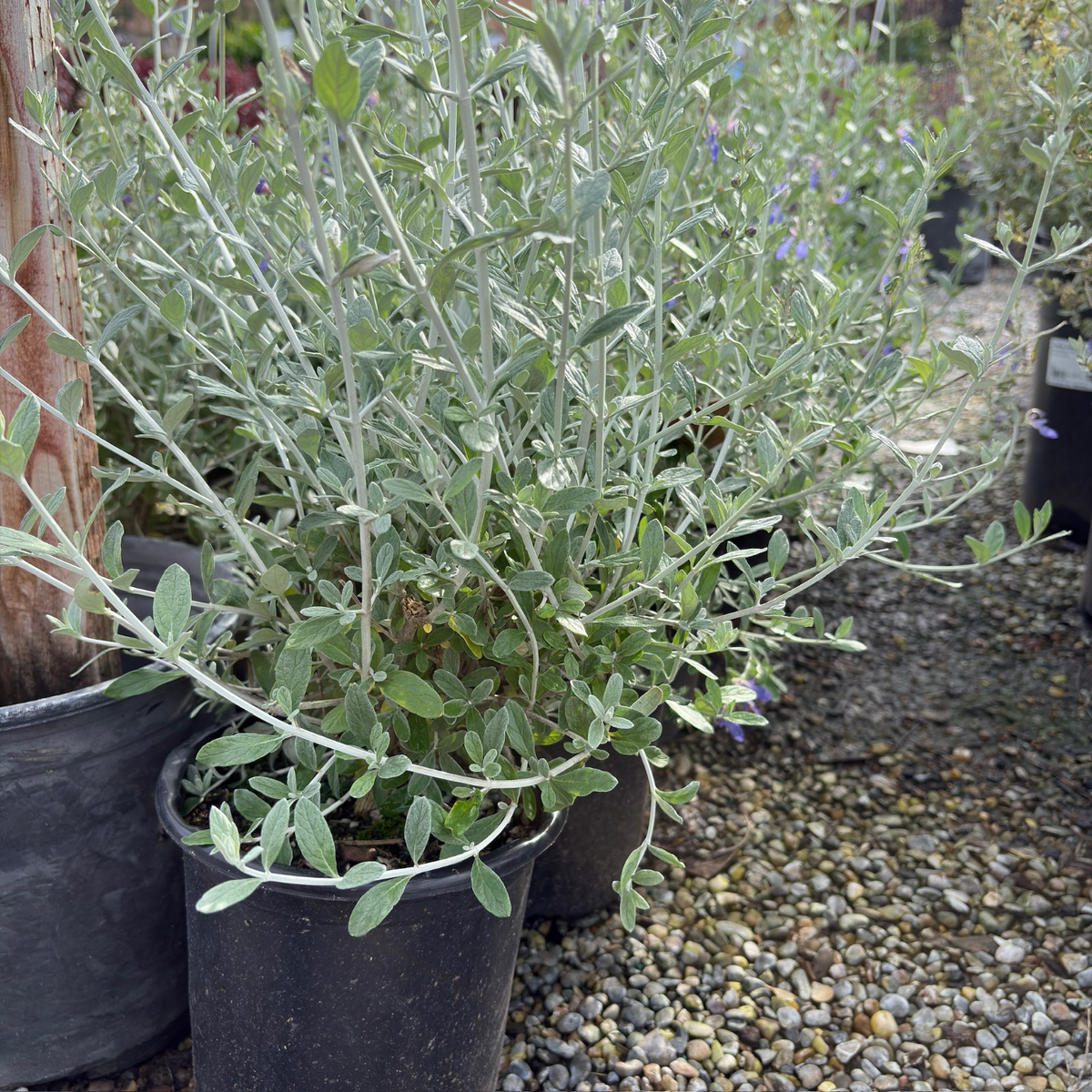 Azureum Bush Germander