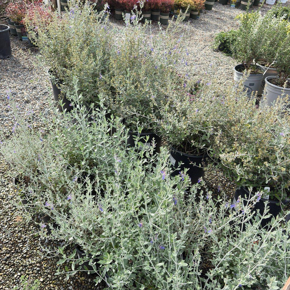 Azureum Bush Germander