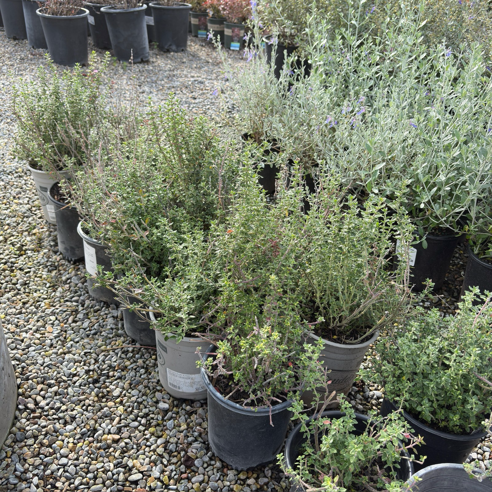 Wall Germander